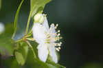 Littlehip hawthorn